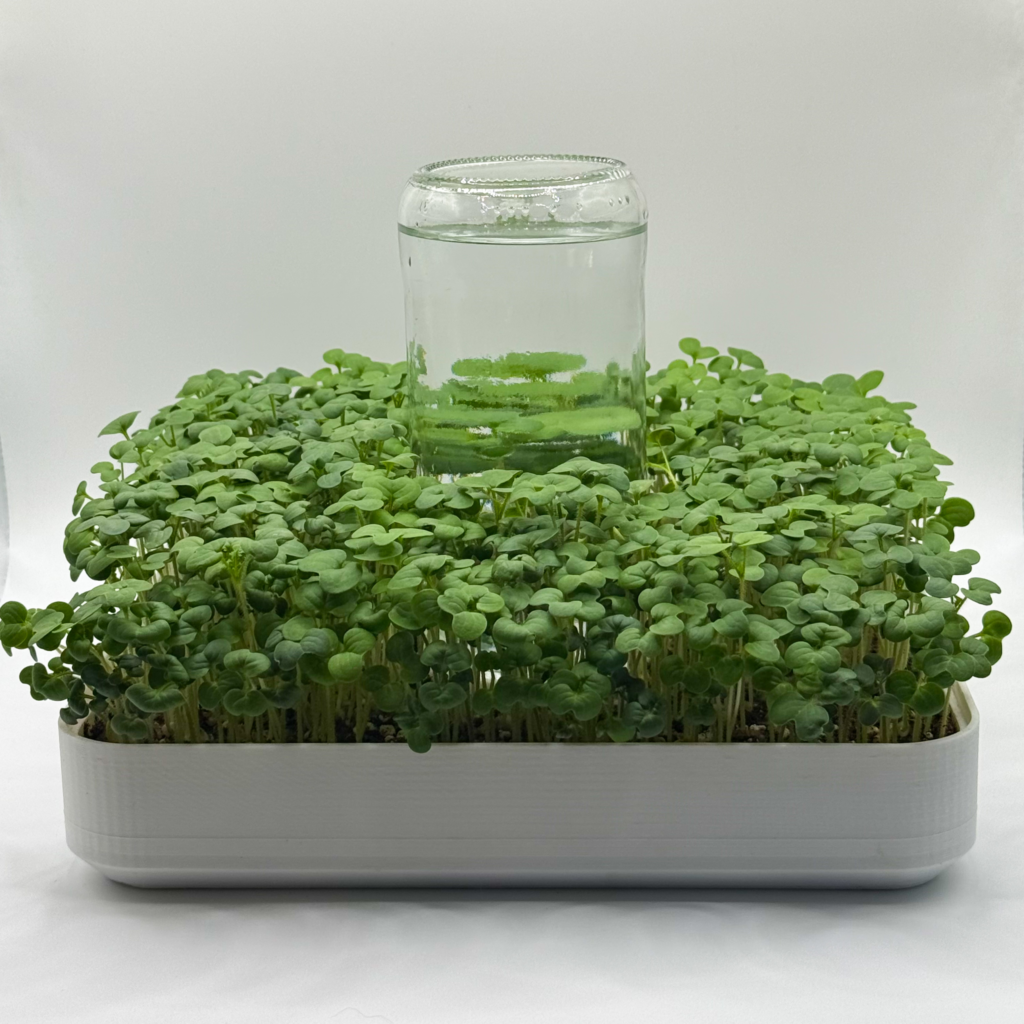 microgreen real
